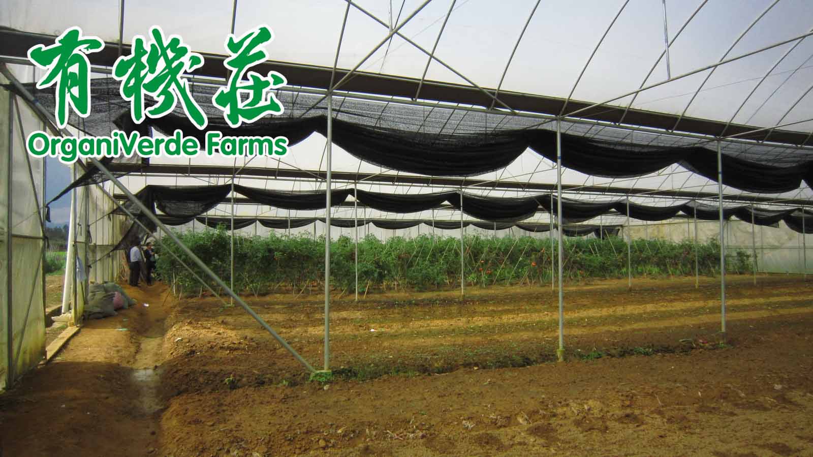 施微生物肥既增産還養地