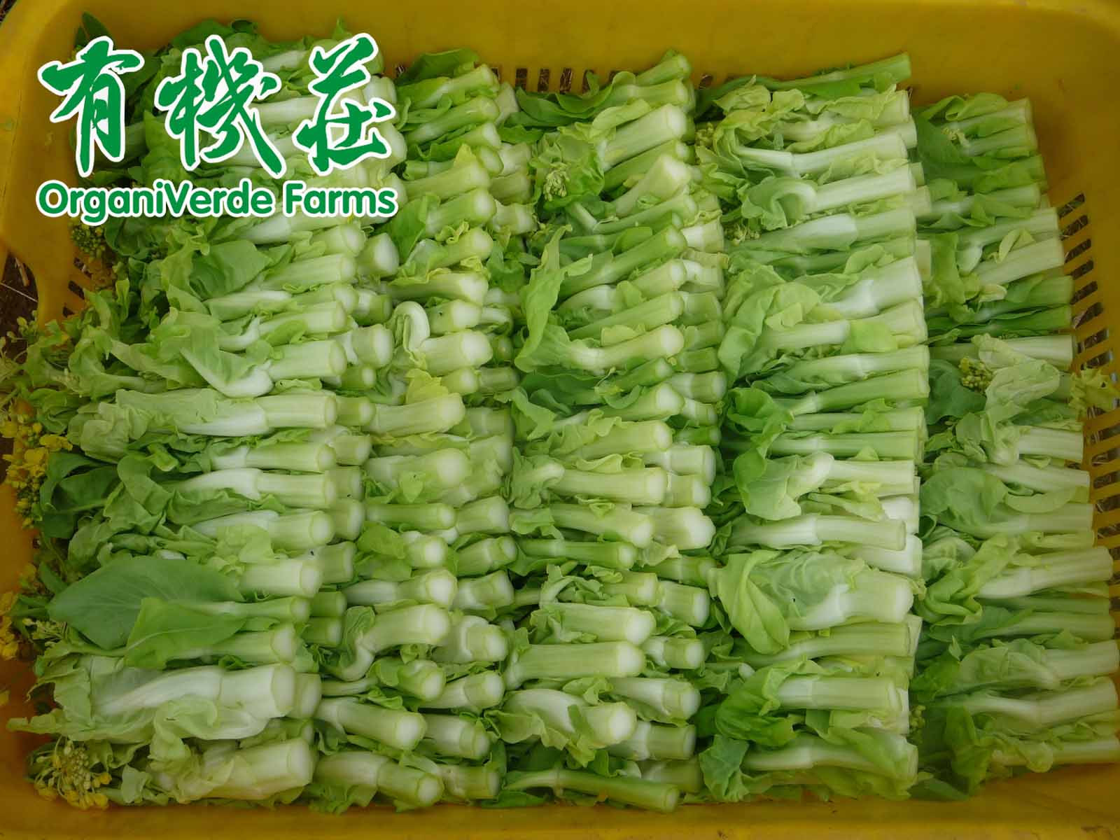 有機食品技術規範