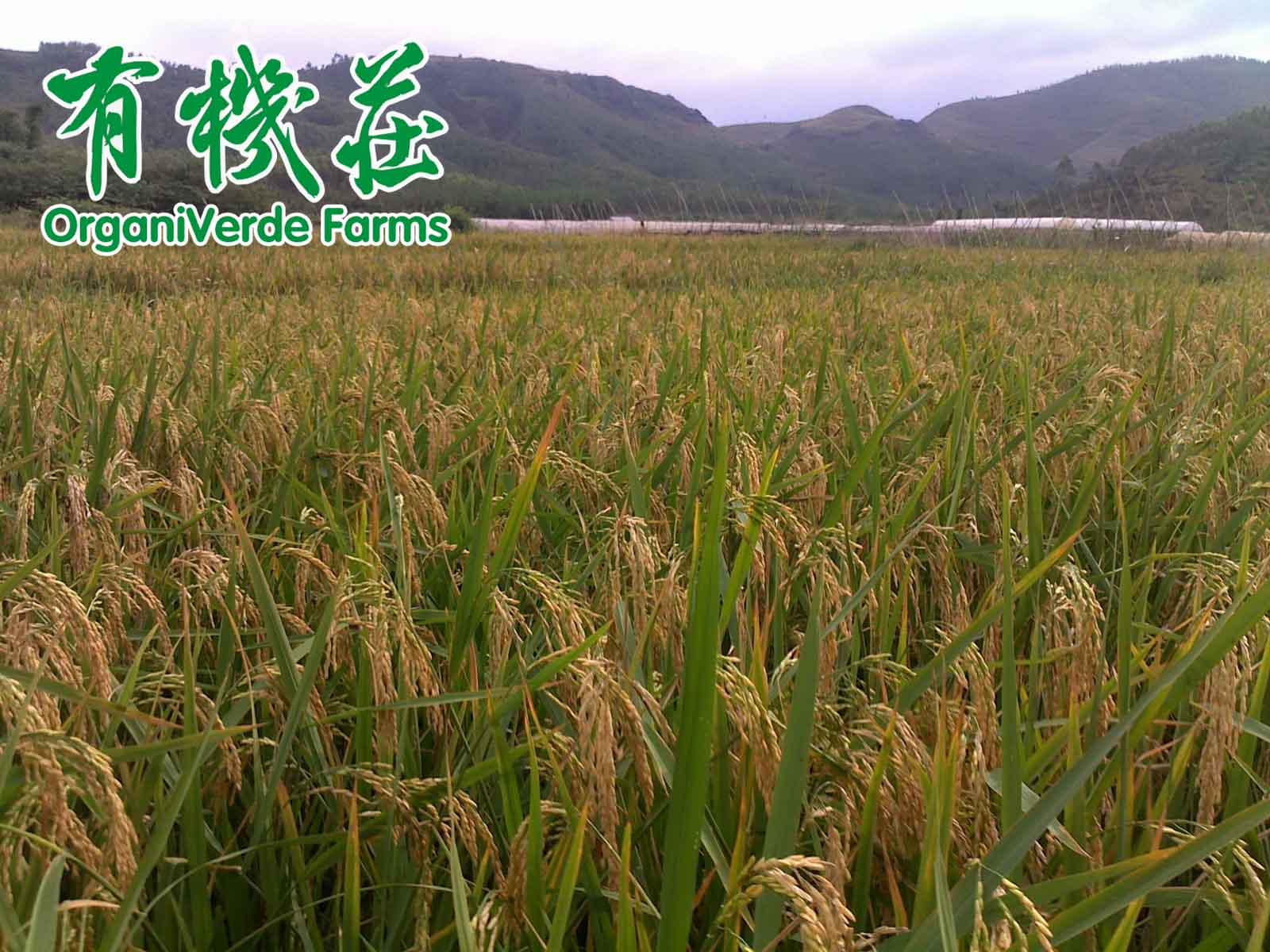 幫農民盡快熟悉生物農藥