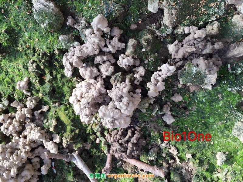 Bio1One 應用在大棚桃園種植基地的土壤改良