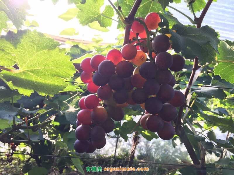 亞聯微生物肥Bio 1 One在遼西地區大有可爲